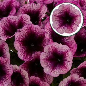 Afbeelding van Petunia P12 Purple Vein